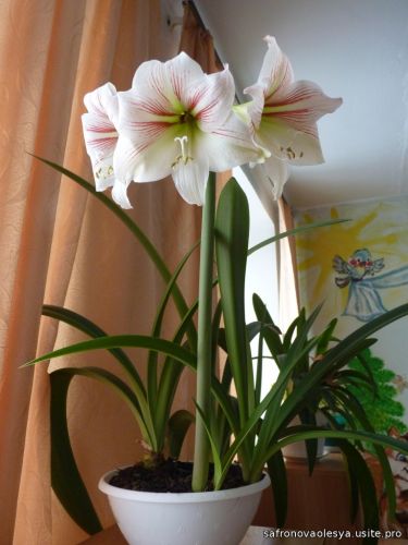 АМАРИЛЛИС БЕЛЫЙ